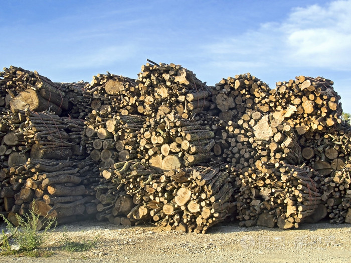 树的树干堆积蓝色的天空