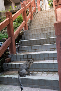 在楼梯上的猫