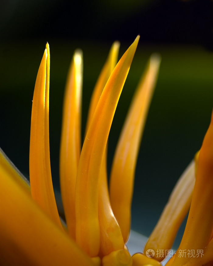 金手指照片-正版商用图片1d4tj7-摄图新视界