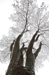 冬天的树，雪