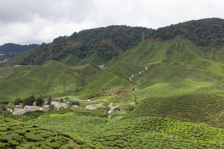 马来西亚金马伦高原的茶园