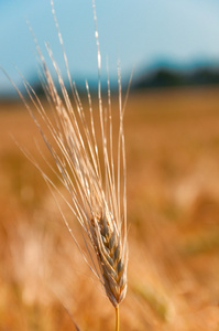 小麦的耳朵的微距照片