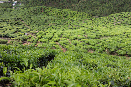 马来西亚金马伦高原的茶园图片