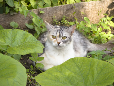 在花园里的猫