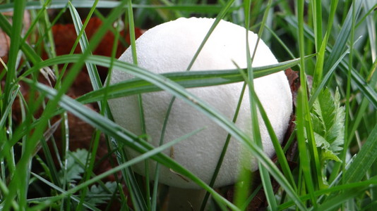 在草地蘑菇