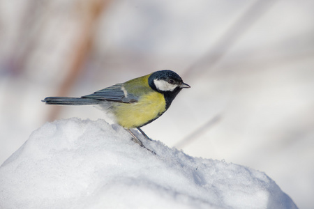 在雪上的 titmouse 关闭