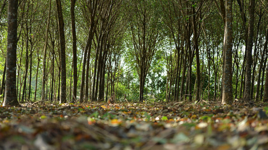 橡胶树或巴西橡胶树种植场