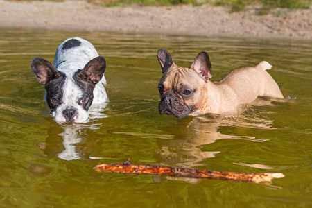 法国在湖中游泳的牛头犬