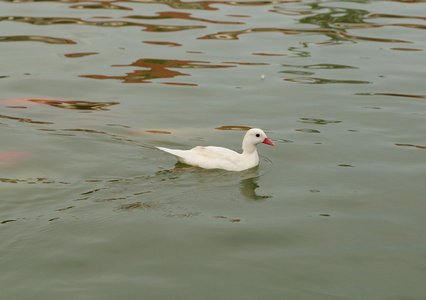 鸭在池塘里游泳