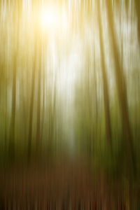 抽象森林背景