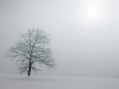 树冬季雾