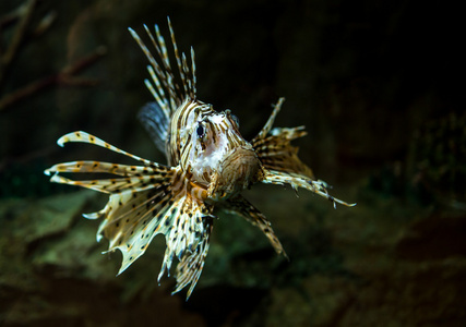 pterois 辐射松