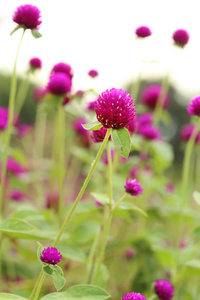 世界各地苋菜或 gomphrena 棕囊藻花