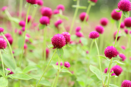 世界各地苋菜或 gomphrena 棕囊藻花