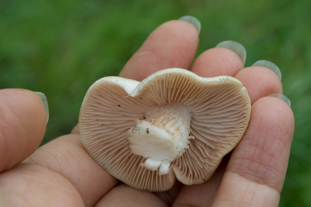 红色蘑菇种植在草地