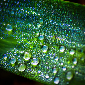 lila druvor水下落在绿色的树叶