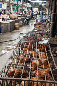 鸡在笼子里在云南市场