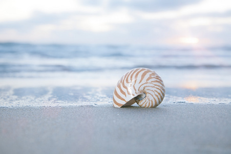 鹦鹉螺的壳上海滩 苍白日出光和热带海