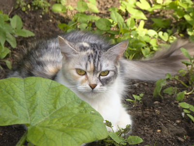 在花园里的猫