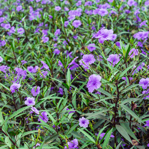 荸荠属植物图片