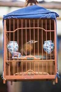 鸟笼与一只小小鸟鸟市场的上海图片