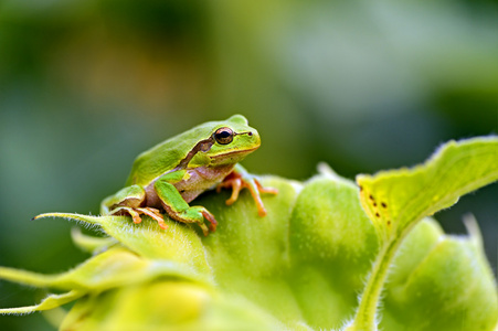 在一个分支上的绿色树蛙。