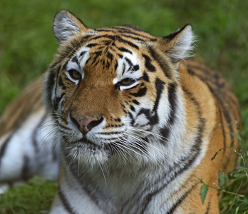一只老虎的肖像