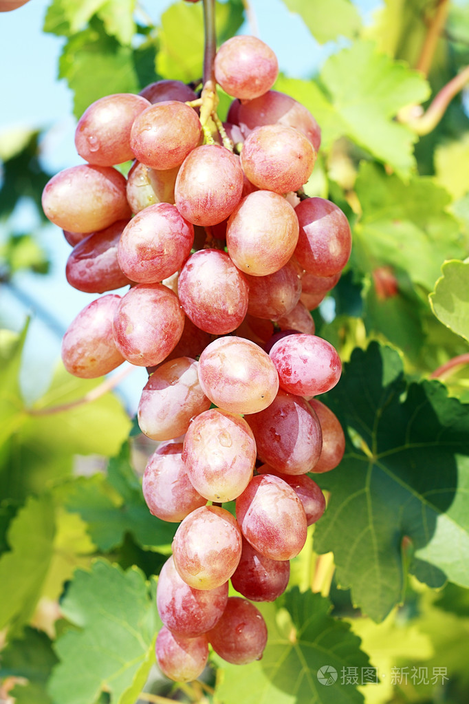 成熟的红葡萄