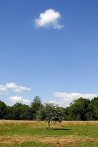 夏天的风景绿色田野，蓝蓝的天空