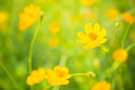 波斯菊花海