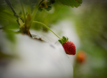 草莓在树 treestrawberry