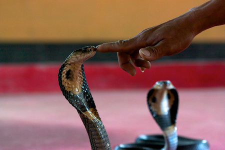 手指触摸眼镜蛇照片