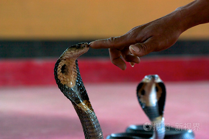 手指触摸眼镜蛇