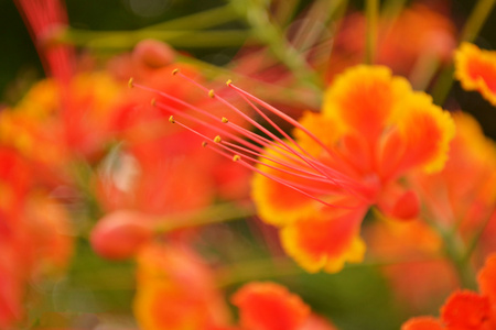 橙色的花