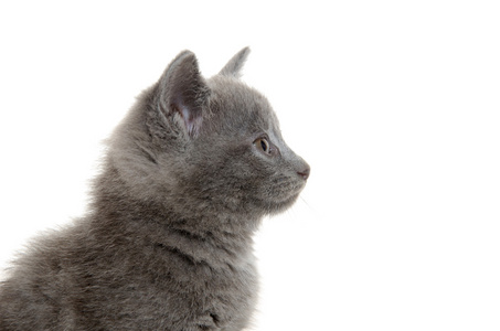 可爱的灰色小猫