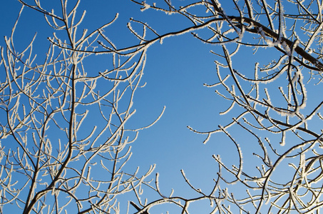 大雪覆盖的分支机构