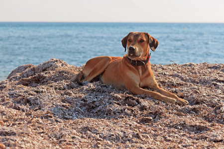 在科孚岛在夏天的海滩上的流浪狗。爱奥尼亚海岛屿。格雷克
