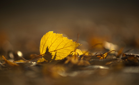在早期的秋天黄桦木叶