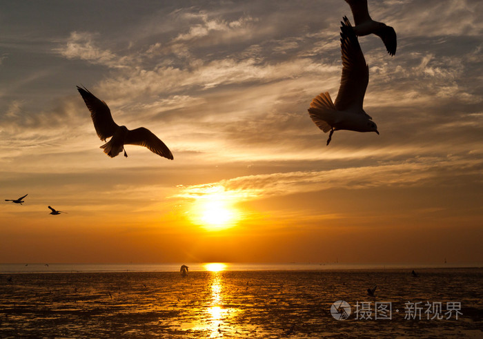 在背景中的日落海鸥