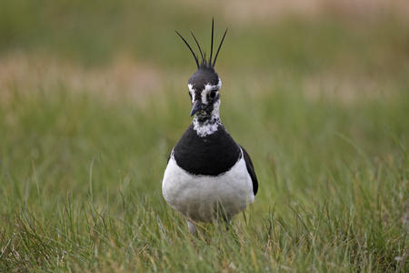 北田凫，vanellus vanellus