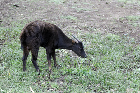 低地 anoa，水牛 depresicornis