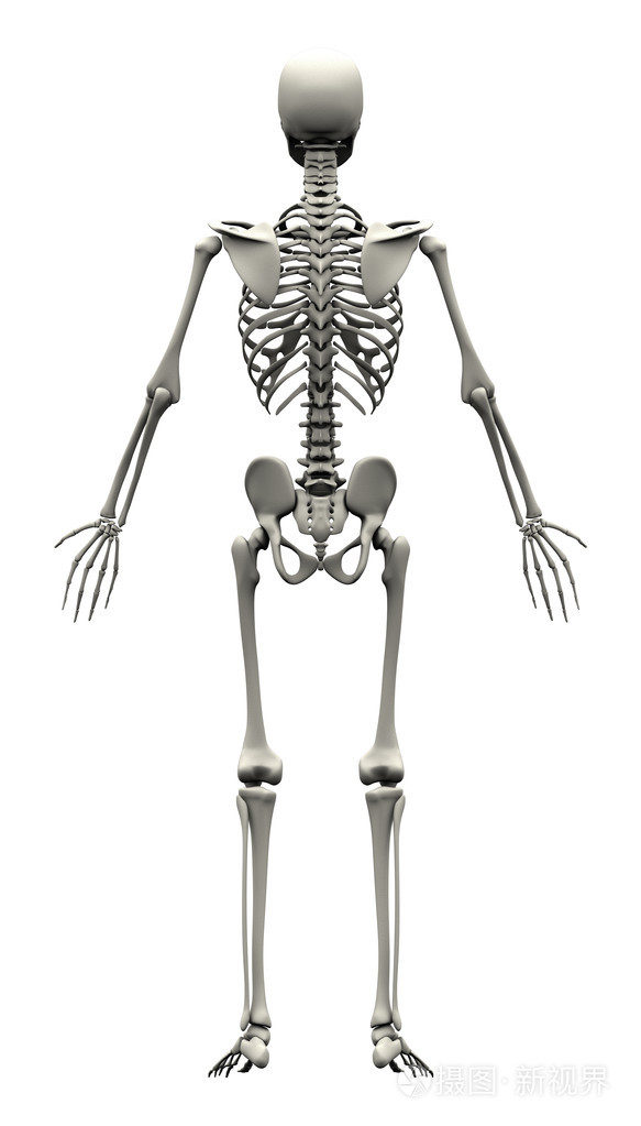 男性人体骨骼背视图
