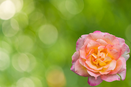 关于绿色散景抽象花粉红色玫瑰