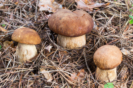 在森林的特写三牛肝菌蘑菇