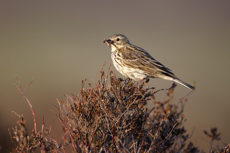 草地鹨 草地早熟禾 anthus