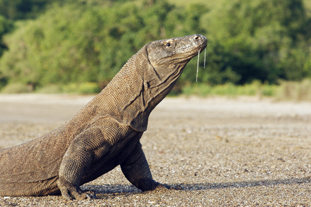 科莫多龙，varanus komodoensis