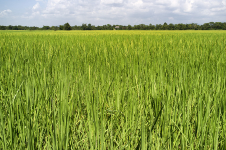 水稻字段泰国