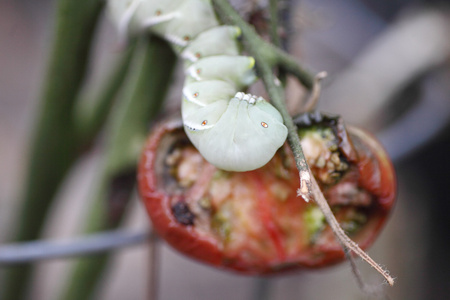番茄蠕虫旁边植物的损害
