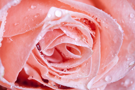 美丽的粉红色的玫瑰水滴