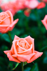 美丽的粉红色玫瑰花朵